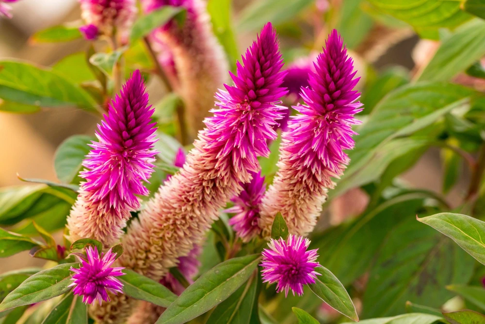 100 Flamingo Feather Celosia Seeds - Pink & White Spicata Flower Seeds - Image 3