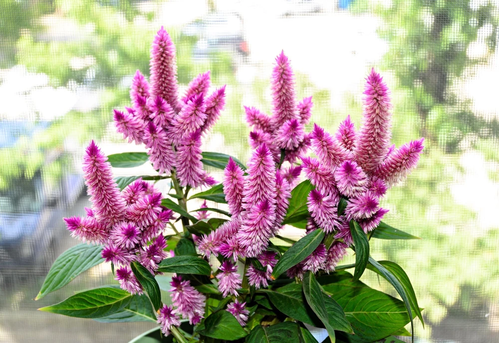 100 Flamingo Feather Celosia Seeds - Pink & White Spicata Flower Seeds - Image 4