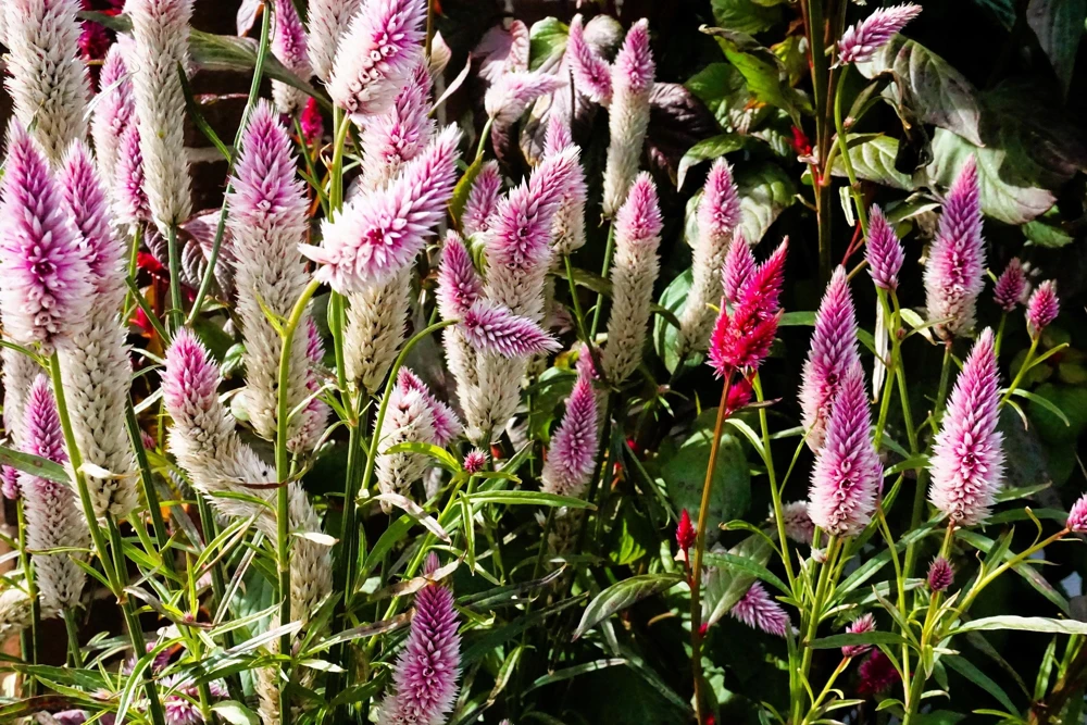 100 Flamingo Feather Celosia Seeds - Pink & White Spicata Flower Seeds - Image 5