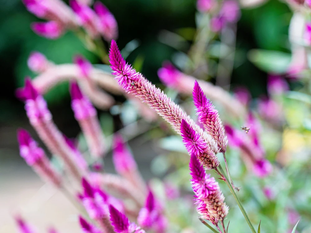 100 Flamingo Feather Celosia Seeds - Pink & White Spicata Flower Seeds - Image 6