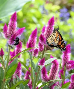 100 Flamingo Feather Celosia Seeds - Pink & White Spicata Flower Seeds - Image 7