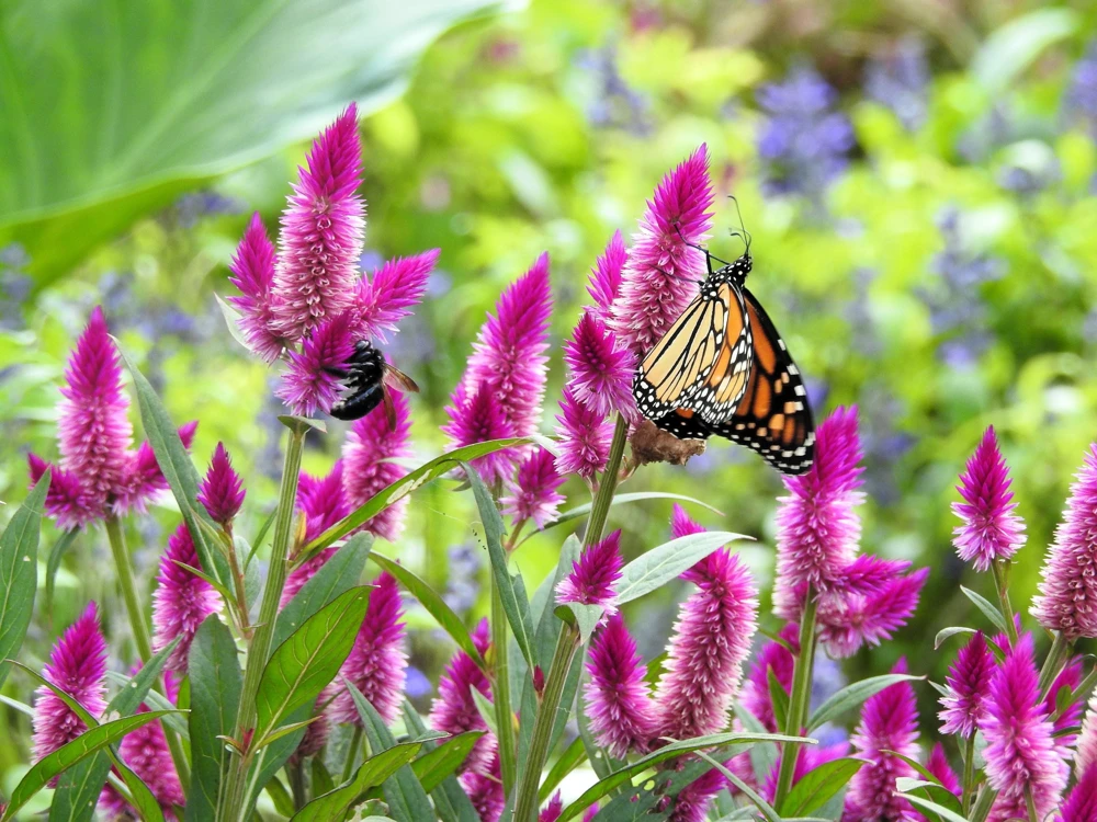 100 Flamingo Feather Celosia Seeds - Pink & White Spicata Flower Seeds - Image 7