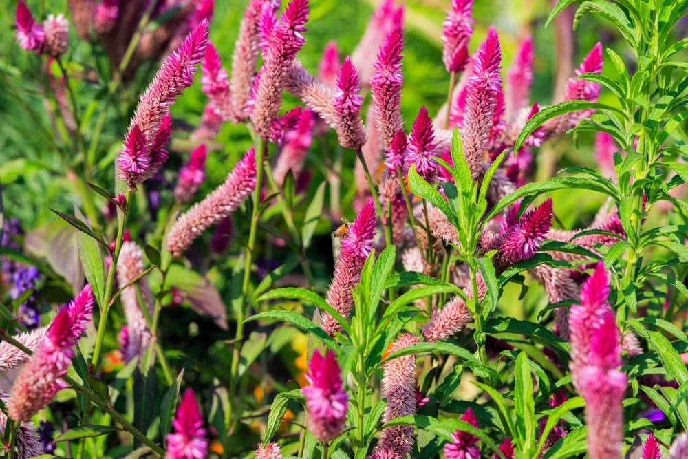 100 Flamingo Feather Celosia Seeds - Pink & White Spicata Flower Seeds - Image 8