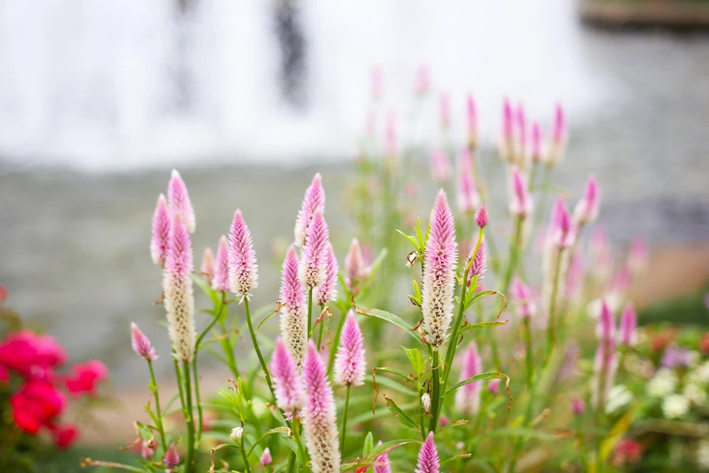 100 Flamingo Feather Celosia Seeds - Pink & White Spicata Flower Seeds - Image 9