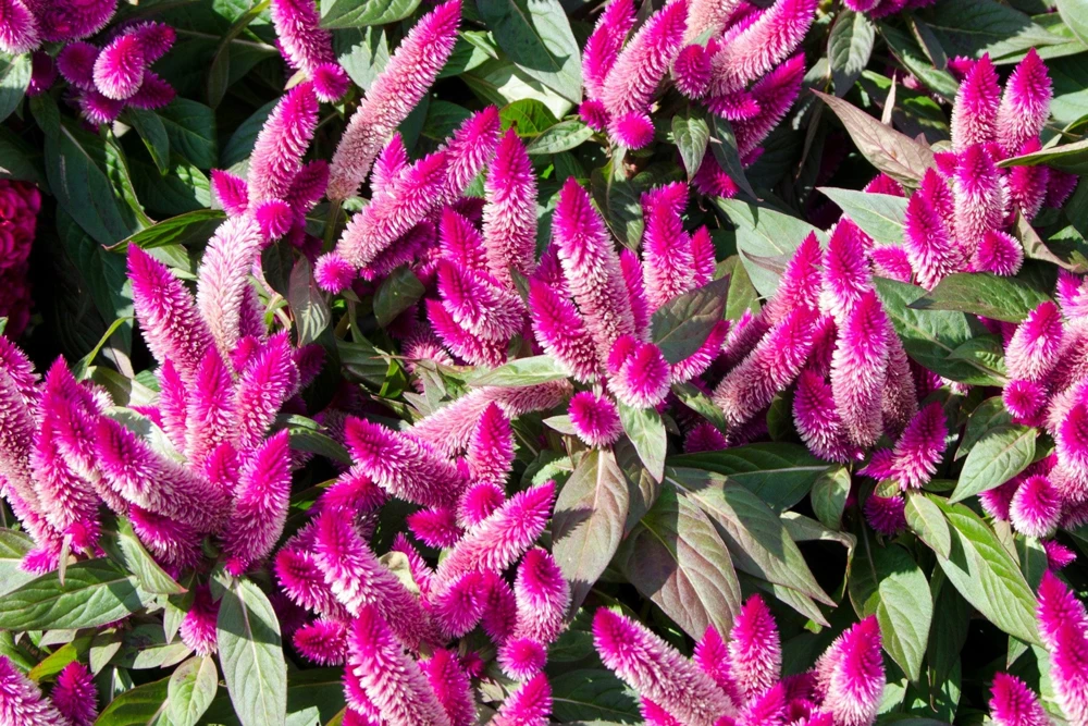 100 Flamingo Feather Celosia Seeds - Pink & White Spicata Flower Seeds - Image 1