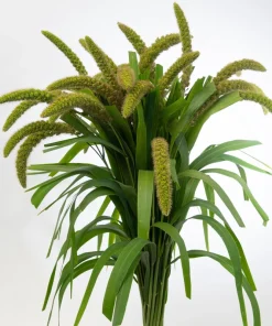 100 Foxtail Millet Seeds – Setaria Italica Ornamental Grass Wildlife Food - Image 10