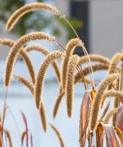 100 Foxtail Millet Seeds – Setaria Italica Ornamental Grass Wildlife Food - Image 2