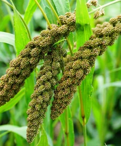 100 Foxtail Millet Seeds – Setaria Italica Ornamental Grass Wildlife Food - Image 3