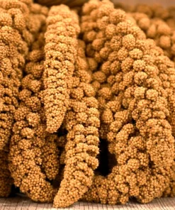 100 Foxtail Millet Seeds – Setaria Italica Ornamental Grass Wildlife Food - Image 4