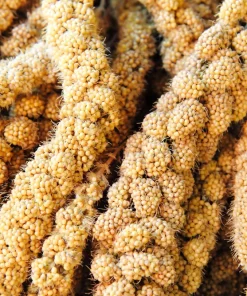 100 Foxtail Millet Seeds – Setaria Italica Ornamental Grass Wildlife Food - Image 5