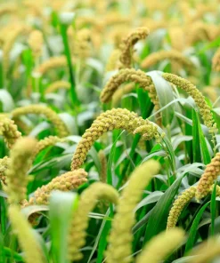 100 Foxtail Millet Seeds – Setaria Italica Ornamental Grass Wildlife Food - Image 6