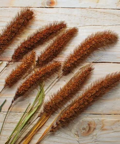100 Foxtail Millet Seeds – Setaria Italica Ornamental Grass Wildlife Food - Image 7