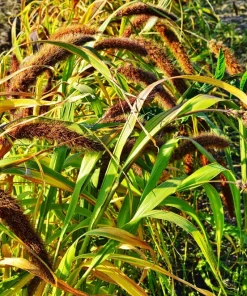 100 Foxtail Millet Seeds – Setaria Italica Ornamental Grass Wildlife Food - Image 8