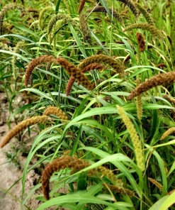 100 Foxtail Millet Seeds – Setaria Italica Ornamental Grass Wildlife Food - Image 9