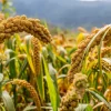 100 Foxtail Millet Seeds – Setaria Italica Ornamental Grass Wildlife Food - Image 1