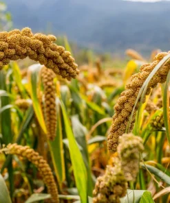 100 Foxtail Millet Seeds – Setaria Italica Ornamental Grass Wildlife Food - Image 1