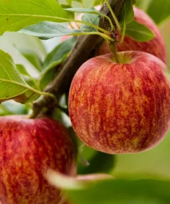 100 Gala Apple Tree Seeds - Grow Delicious Red Apples - Edible Fruit Seeds - Image 1