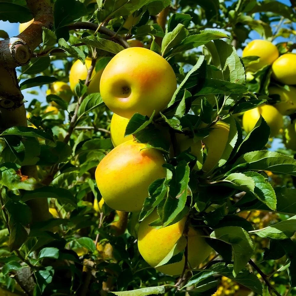 100 Golden Delicious Apple Tree Seeds - Bulk Grow Your Own Fruit - Image 1