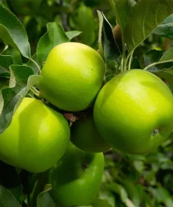 100 Granny Smith Apple Tree Seeds - Edible Fruit Tree Seeds - Image 1
