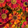 100 Helenium Autumn Leaves Mix Seeds - Mixed Colors Sneezeweed Flower Seeds - Image 1