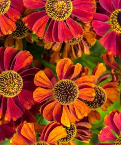 100 Helenium Autumn Leaves Mix Seeds - Mixed Colors Sneezeweed Flower Seeds - Image 1