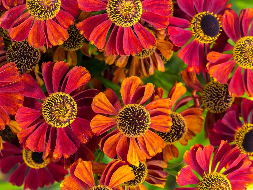 100 Helenium Autumn Leaves Mix Seeds - Mixed Colors Sneezeweed Flower Seeds - Image 1