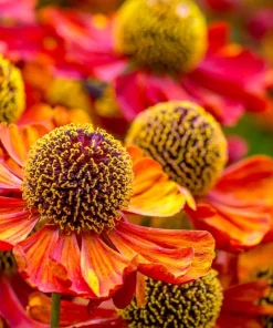 100 Helenium Autumn Leaves Mix Seeds - Mixed Colors Sneezeweed Flower Seeds - Image 10