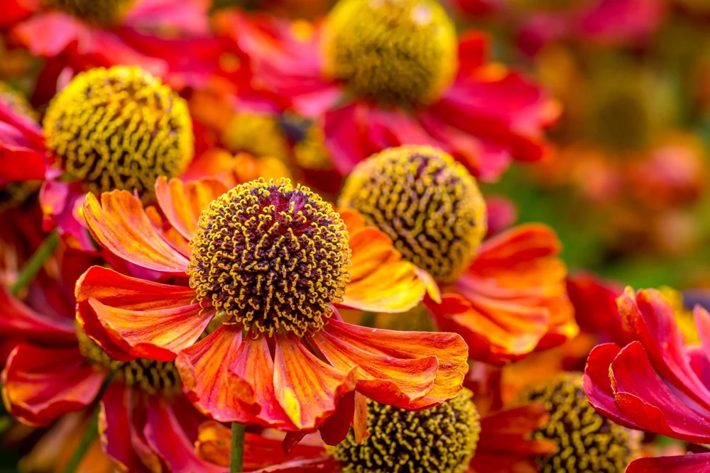100 Helenium Autumn Leaves Mix Seeds - Mixed Colors Sneezeweed Flower Seeds - Image 10