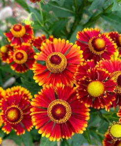 100 Helenium Autumn Leaves Mix Seeds - Mixed Colors Sneezeweed Flower Seeds - Image 11