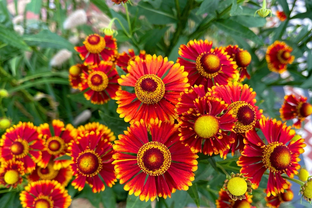 100 Helenium Autumn Leaves Mix Seeds - Mixed Colors Sneezeweed Flower Seeds - Image 11