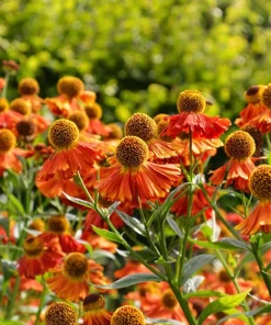 100 Helenium Autumn Leaves Mix Seeds - Mixed Colors Sneezeweed Flower Seeds - Image 12