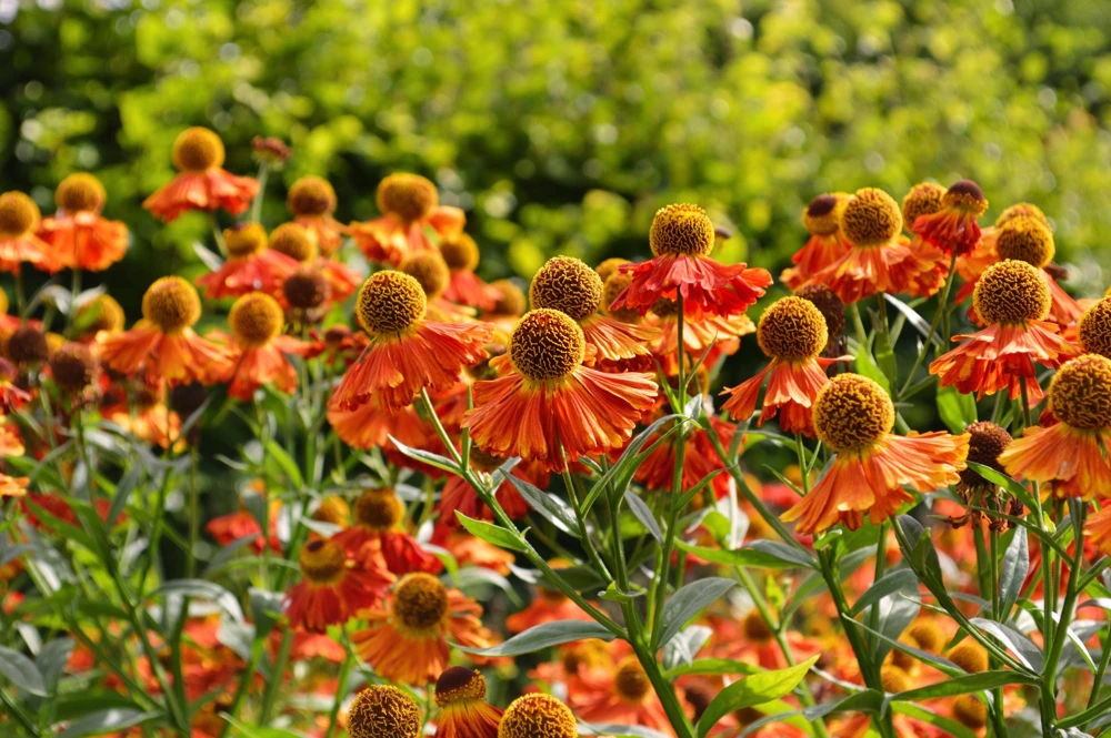 100 Helenium Autumn Leaves Mix Seeds - Mixed Colors Sneezeweed Flower Seeds - Image 12