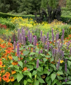 100 Helenium Autumn Leaves Mix Seeds - Mixed Colors Sneezeweed Flower Seeds - Image 13