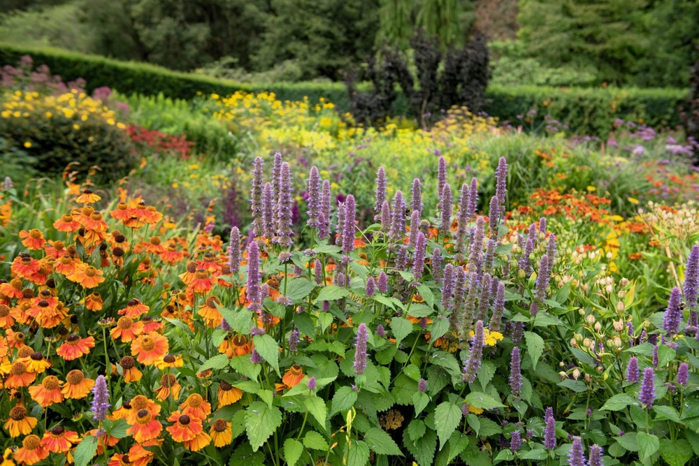 100 Helenium Autumn Leaves Mix Seeds - Mixed Colors Sneezeweed Flower Seeds - Image 13
