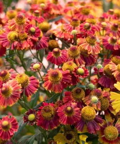 100 Helenium Autumn Leaves Mix Seeds - Mixed Colors Sneezeweed Flower Seeds - Image 14