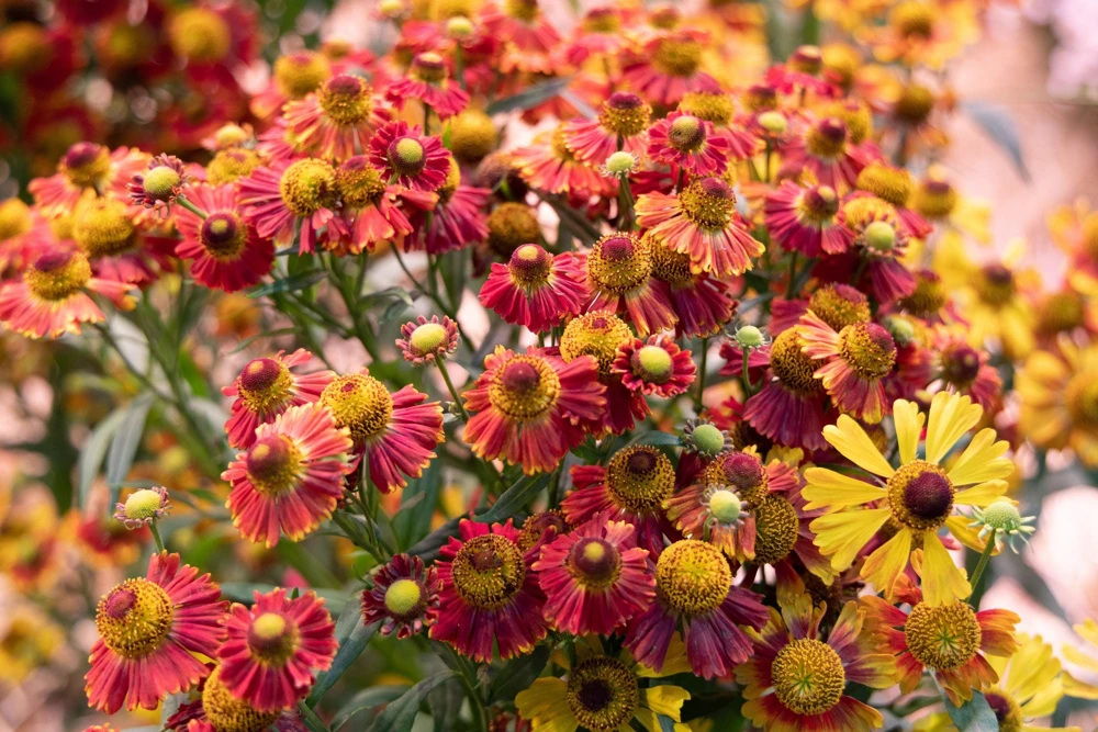 100 Helenium Autumn Leaves Mix Seeds - Mixed Colors Sneezeweed Flower Seeds - Image 14