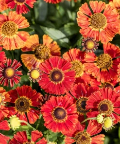 100 Helenium Autumn Leaves Mix Seeds - Mixed Colors Sneezeweed Flower Seeds - Image 15