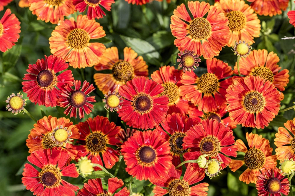 100 Helenium Autumn Leaves Mix Seeds - Mixed Colors Sneezeweed Flower Seeds - Image 15