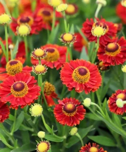 100 Helenium Autumn Leaves Mix Seeds - Mixed Colors Sneezeweed Flower Seeds - Image 16