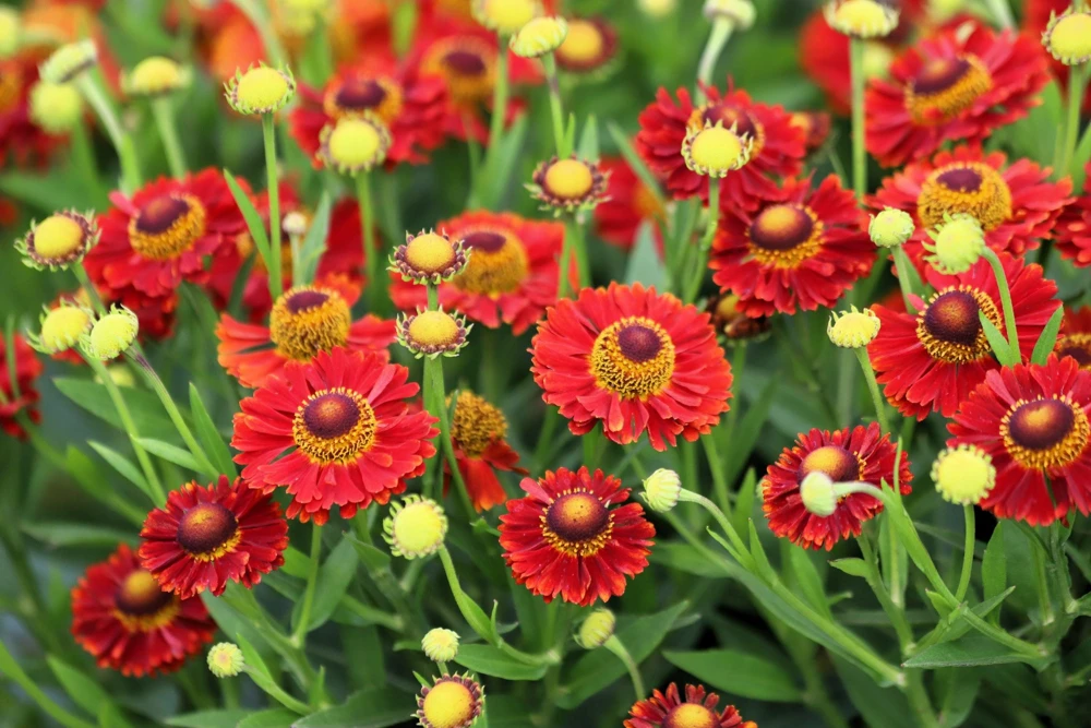 100 Helenium Autumn Leaves Mix Seeds - Mixed Colors Sneezeweed Flower Seeds - Image 16