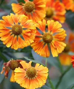 100 Helenium Autumn Leaves Mix Seeds - Mixed Colors Sneezeweed Flower Seeds - Image 17