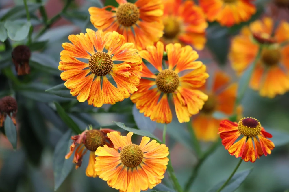 100 Helenium Autumn Leaves Mix Seeds - Mixed Colors Sneezeweed Flower Seeds - Image 17