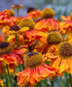 100 Helenium Autumn Leaves Mix Seeds - Mixed Colors Sneezeweed Flower Seeds - Image 18