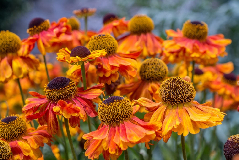 100 Helenium Autumn Leaves Mix Seeds - Mixed Colors Sneezeweed Flower Seeds - Image 18