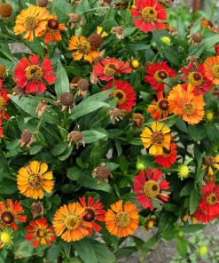 100 Helenium Autumn Leaves Mix Seeds - Mixed Colors Sneezeweed Flower Seeds - Image 2