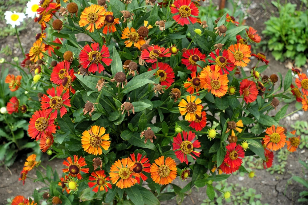100 Helenium Autumn Leaves Mix Seeds - Mixed Colors Sneezeweed Flower Seeds - Image 2
