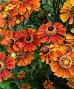 100 Helenium Autumn Leaves Mix Seeds - Mixed Colors Sneezeweed Flower Seeds - Image 3