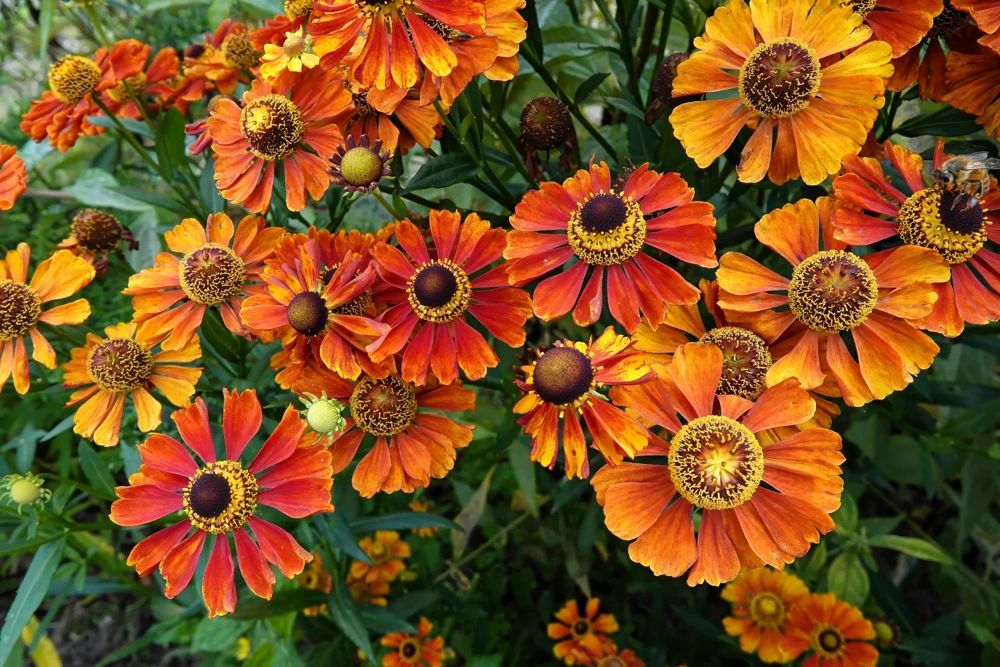 100 Helenium Autumn Leaves Mix Seeds - Mixed Colors Sneezeweed Flower Seeds - Image 3