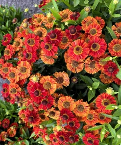 100 Helenium Autumn Leaves Mix Seeds - Mixed Colors Sneezeweed Flower Seeds - Image 4
