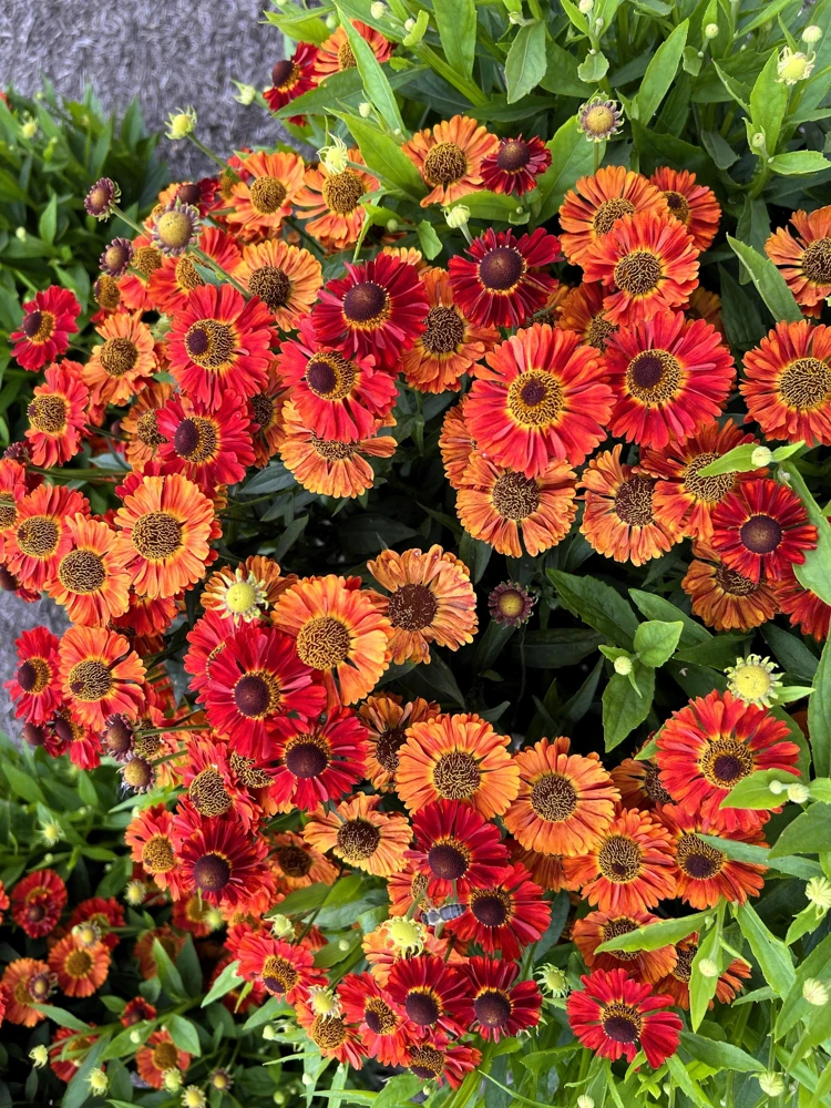 100 Helenium Autumn Leaves Mix Seeds - Mixed Colors Sneezeweed Flower Seeds - Image 4